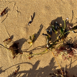 Scytosiphonaceae (family) at Ventnor, VIC - 11 Jun 2025 by Hejor1