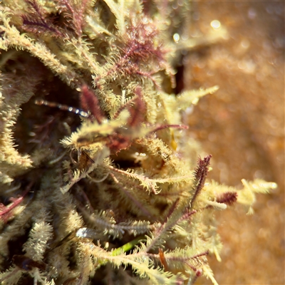 Jania sp. (genus) at Ventnor, VIC - Today by Hejor1