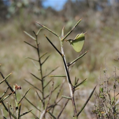 Daviesia genistifolia (Broom Bitter Pea) at Kowen, ACT - 26 Oct 2024 by MichaelBedingfield