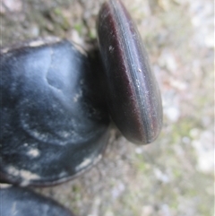 Dioclea hexandra at Upper Daintree, QLD - 18 Nov 2017 01:00 PM