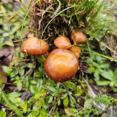Pholiota sp. at Jerangle, NSW - 9 Jun 2025 by Csteele4