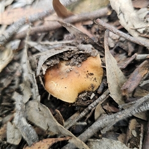 Cortinarius sp. (Cortinarius) at Captains Flat, NSW - 10 Jun 2025 by Csteele4