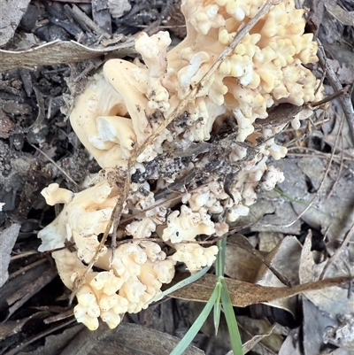 Ramaria sp. (genus) (A Coral fungus) at Bucketty, NSW - 11 Jun 2025 by MartinPredavec