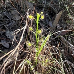 Drosera auriculata at Bucketty, NSW - 11 Jun 2025 by MartinPredavec