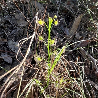 Drosera auriculata at Bucketty, NSW - 11 Jun 2025 by MartinPredavec