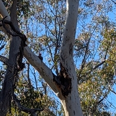Callocephalon fimbriatum (Gang-gang Cockatoo) at Bruce, ACT - 5 Jun 2025 by mainsprite