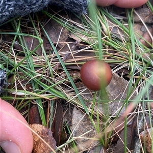 Unverified Cap on a stem; gills below cap [mushrooms or mushroom-like] at Yarralumla, ACT - 9 Jun 2025 by SizzlePopBang