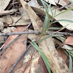 Unverified Plant at Bucketty, NSW - 11 Jun 2025 by MartinPredavec