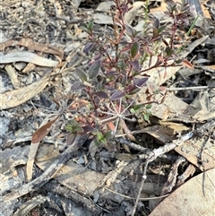 Pomax umbellata (A Pomax) at Bucketty, NSW - 11 Jun 2025 by MartinPredavec