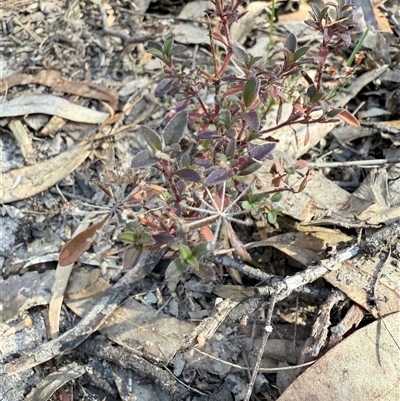Pomax umbellata (A Pomax) at Bucketty, NSW - 11 Jun 2025 by MartinPredavec