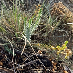 Euphorbia paralias at Ventnor, VIC - Today by Hejor1