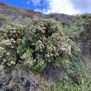 Ozothamnus turbinatus at Ventnor, VIC - 11 Jun 2025 by Hejor1