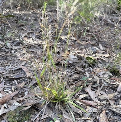 Eragrostis sp. at Bucketty, NSW - 11 Jun 2025 by MartinPredavec