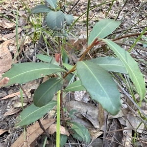Myrsine variabilis at Bucketty, NSW - 11 Jun 2025 by MartinPredavec