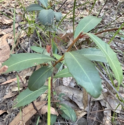 Myrsine variabilis at Bucketty, NSW - 11 Jun 2025 by MartinPredavec