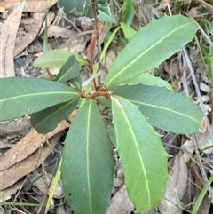 Myrsine variabilis at Bucketty, NSW - 11 Jun 2025 01:14 PM