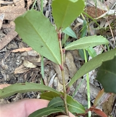 Myrsine variabilis at Bucketty, NSW - 11 Jun 2025 01:14 PM