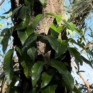 Araujia sericifera at Bucketty, NSW - 11 Jun 2025 by MartinPredavec