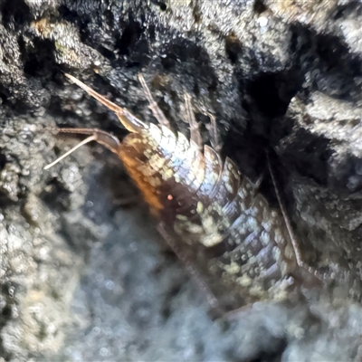 Isopoda (order) at Ventnor, VIC - Today by Hejor1