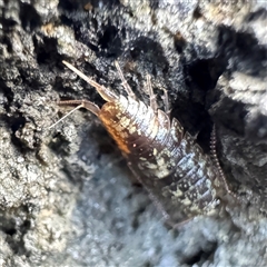 Unverified at suppressed - suppressed