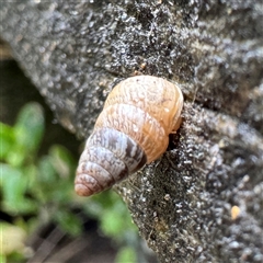 Cochlicella barbara (Small Pointed Snail) at Ventnor, VIC - Today by Hejor1