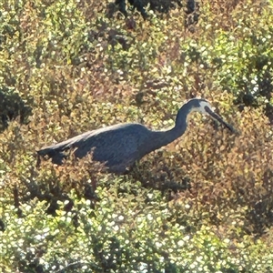 Egretta novaehollandiae at Summerlands, VIC - Today by Hejor1