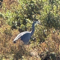 Egretta novaehollandiae at Summerlands, VIC - 11 Jun 2025 12:11 PM
