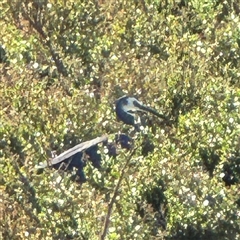Egretta novaehollandiae at Summerlands, VIC - 11 Jun 2025 12:11 PM