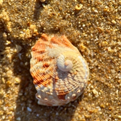 Haliotis rubra rubra at Ventnor, VIC - Today by Hejor1