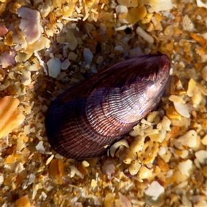 Trichomya hirsuta at Ventnor, VIC - 11 Jun 2025 by Hejor1