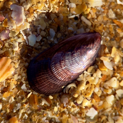 Trichomya hirsuta at Ventnor, VIC - Today by Hejor1