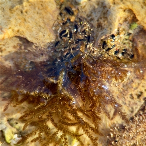Scytosiphonaceae (family) at Ventnor, VIC - 11 Jun 2025 by Hejor1