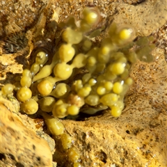 Hormosira banksii at Ventnor, VIC - 11 Jun 2025 by Hejor1