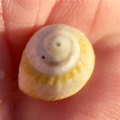 GASTROPODA (class) at Ventnor, VIC - Today by Hejor1