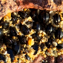 Xenostrobus pulex at Ventnor, VIC - Yesterday by Hejor1