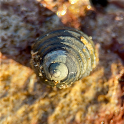 Austrocochlea constricta at Ventnor, VIC - Yesterday by Hejor1