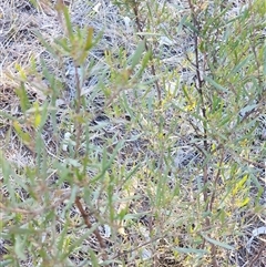 Dodonaea viscosa (Hop Bush) at Wanniassa, ACT - 11 Jun 2025 by julielindner