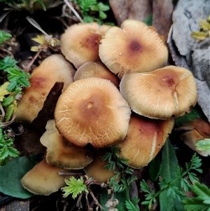 Hypholoma fasciculare (Hypholoma fasciculare) at Kaputar, NSW - 2 Jun 2025 by Teresa