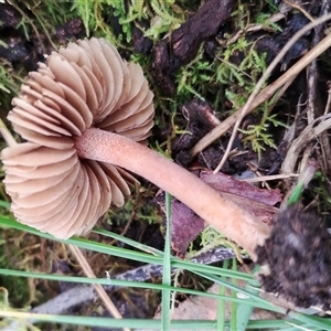 zzz ?Inocybe at Kaputar, NSW - 2 Jun 2025 01:09 PM