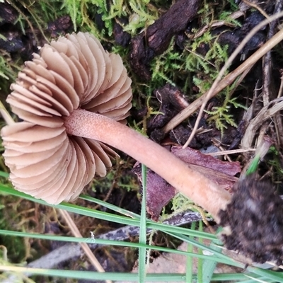 Inocybe sp. at Kaputar, NSW - 2 Jun 2025 by Teresa