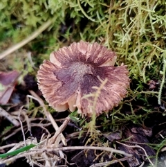 zzz ?Inocybe at Kaputar, NSW - 2 Jun 2025 01:09 PM