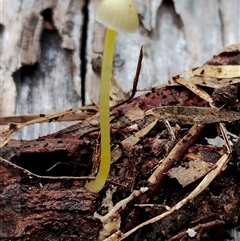 Mycena sp. (genus) (Mycena) at Kaputar, NSW - 2 Jun 2025 by Teresa