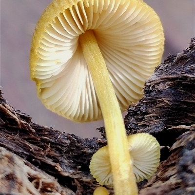 Pluteus romellii at Kaputar, NSW - 2 Jun 2025 by Teresa