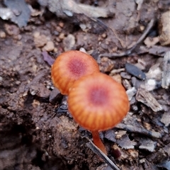 Laccaria sp. (Laccaria) at Kaputar, NSW - 2 Jun 2025 by Teresa