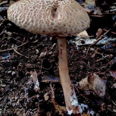Macrolepiota clelandii (Macrolepiota clelandii) at Kaputar, NSW - 2 Jun 2025 by Teresa