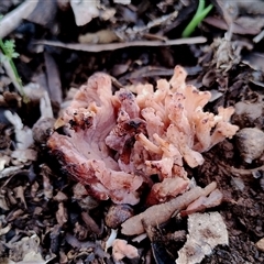 Clavulina sp. (A coral fungus) at Kaputar, NSW - 2 Jun 2025 by Teresa