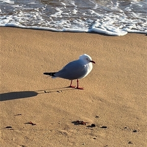 Chroicocephalus novaehollandiae at Ventnor, VIC - 11 Jun 2025 08:47 AM