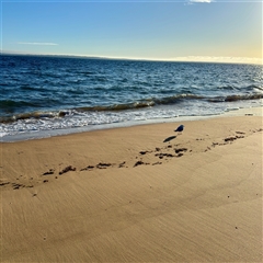 Chroicocephalus novaehollandiae at Ventnor, VIC - 11 Jun 2025 08:47 AM