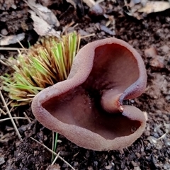 Peziza sp. at Kaputar, NSW - 2 Jun 2025 01:51 PM