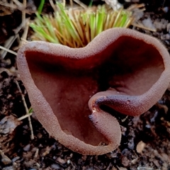 Peziza sp. at Kaputar, NSW - 2 Jun 2025 01:51 PM